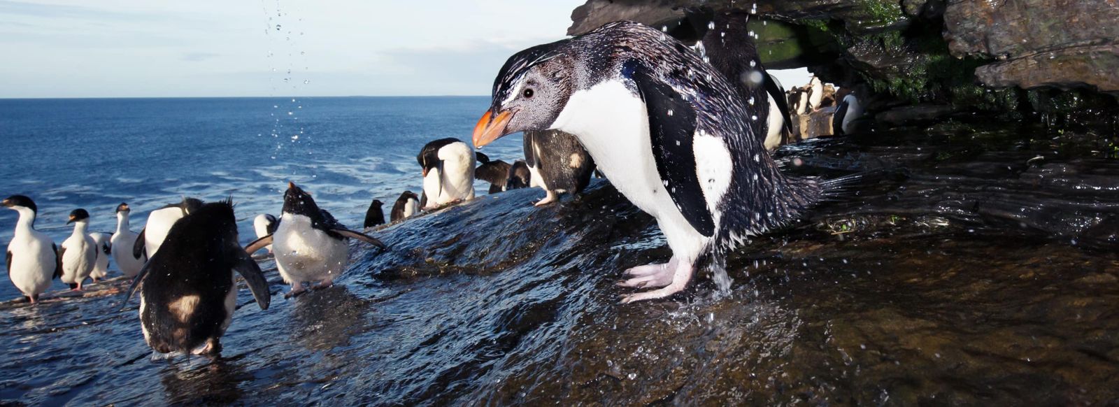 Penguins in the Falkland Islands, the Christmas Eve call