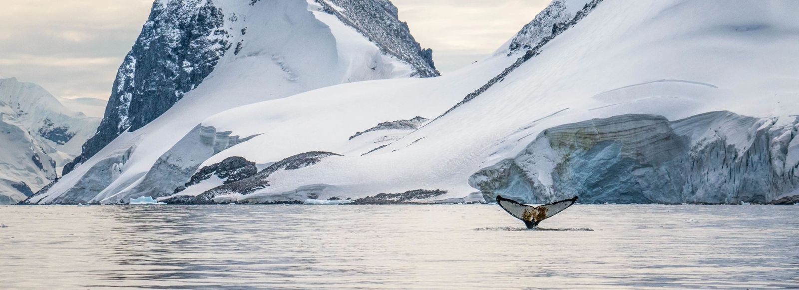 A humpback whale dives off the Antarctic Peninsula