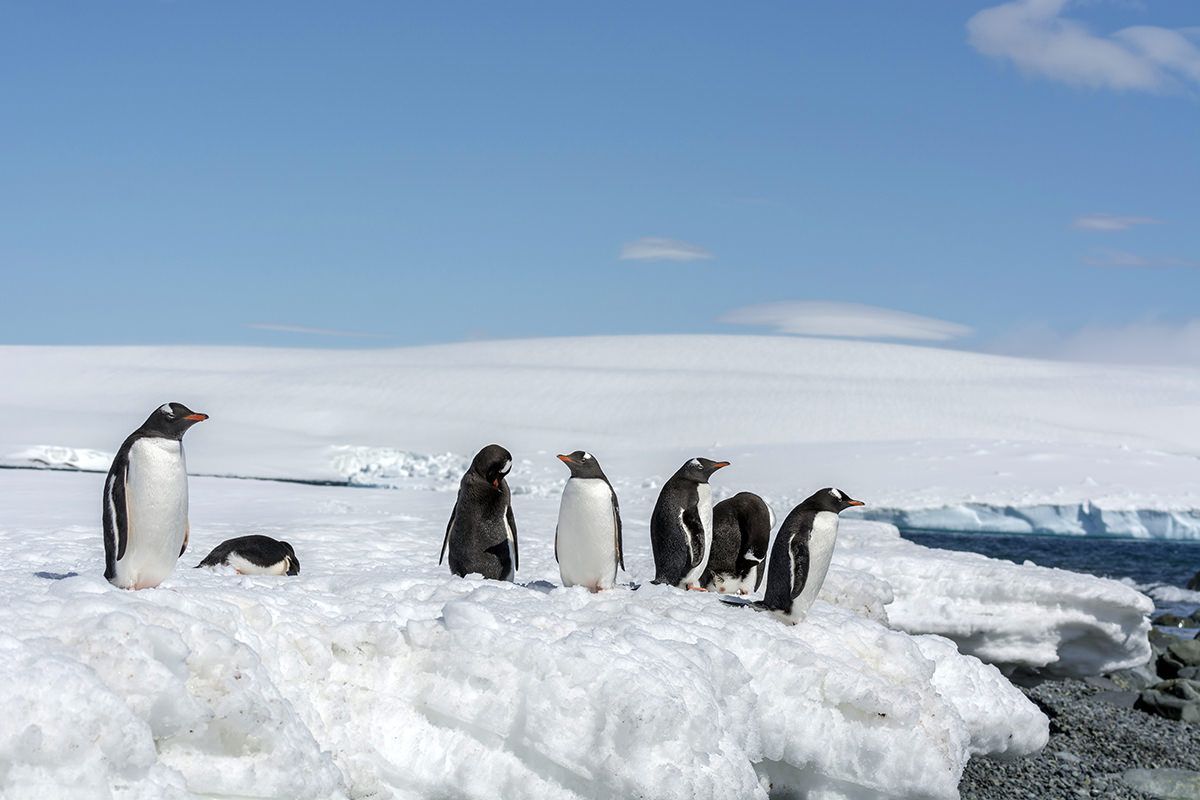 Gentoo penguins in the South Shetland Islands