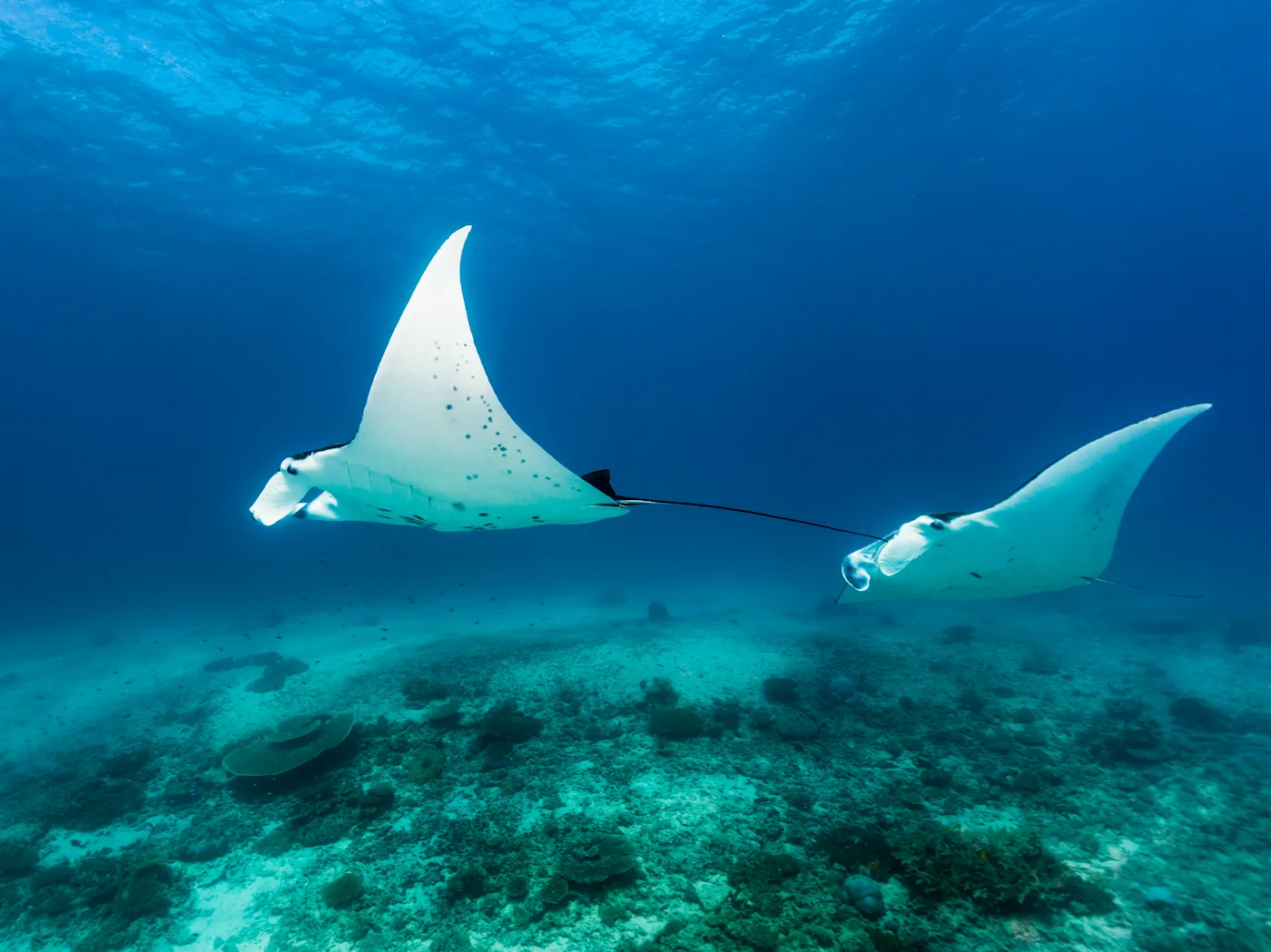 Wildlife encounters on Coral Discoverer