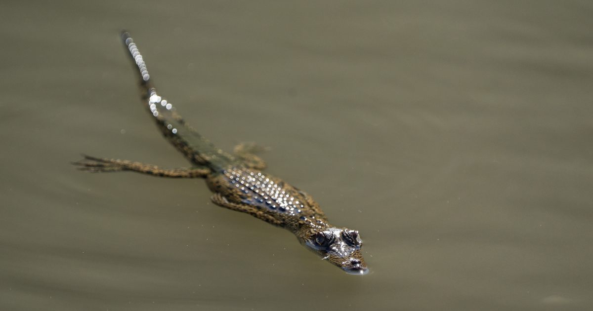 Wildlife spotting on Coral Expeditions