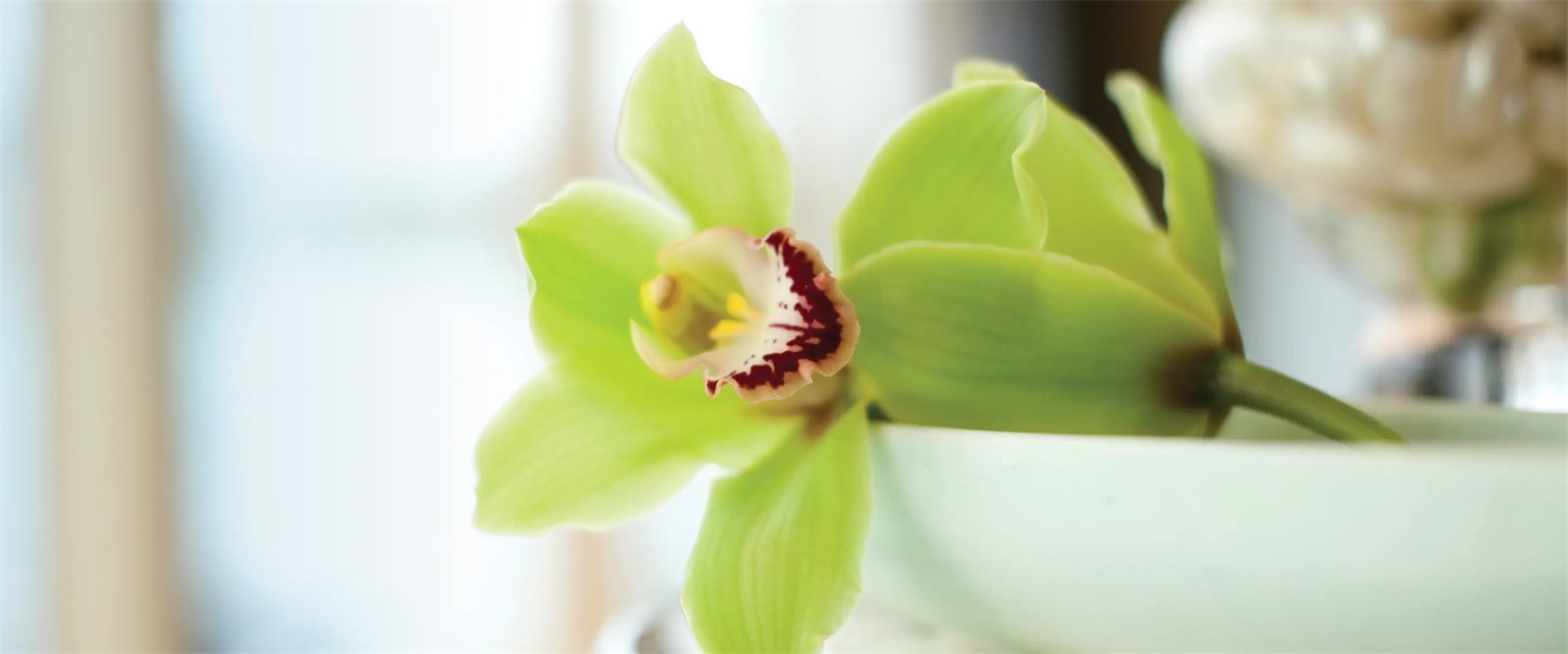 Greenhouse Spa & Salon on Holland America Line