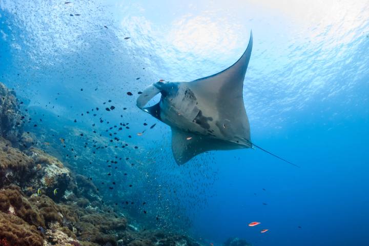 Ningaloo and the Muiron Islands