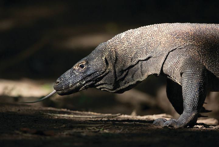 Komodo Island