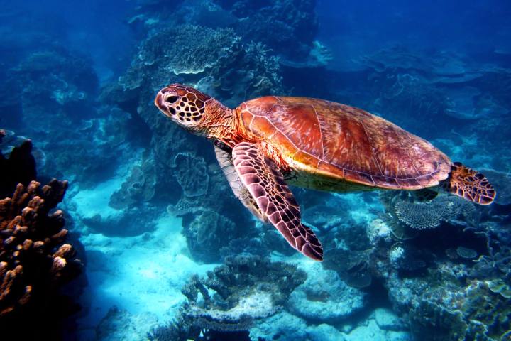 Ashmore Reef